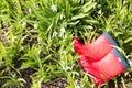 Two red rubber boots lying in the grass with snowdrops. Royalty Free Stock Photo