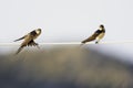 Two red-rumped swallows perched and singing on a electric cable in the morning sun of Greece.