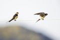 Two red-rumped swallows perched and singing on a electric cable in the morning sun of Greece.
