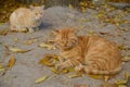 Two red sad cat Royalty Free Stock Photo