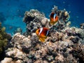 Two red sea anemone fish Royalty Free Stock Photo