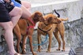 Two red setters on leashes