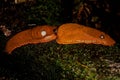 Two red slugs Arion rufus, also known as the large red slug, chocolate arion and European red slug Royalty Free Stock Photo