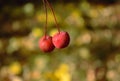 Two red small wild apples close up
