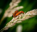 Two red soldier beetles mating in the grass