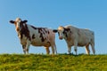 Two red spotted cows side by side Royalty Free Stock Photo