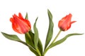 Two red spring flowers. Tulips isolated on white background Royalty Free Stock Photo