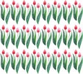 Two red spring lovely beautiful bright tulips on a white background Royalty Free Stock Photo