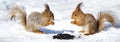 Two red squirel in the snow Royalty Free Stock Photo