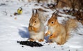 Two red squirel in the snow Royalty Free Stock Photo