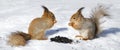 Two red squirel in the snow Royalty Free Stock Photo