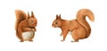 Two red squirrel animals set. Cute funny rodent with fluffy fur. Hand drawn watercolor illustration. Forest and park Royalty Free Stock Photo