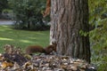 Two red squirrel looking for food
