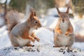 Two red squirrels eat seeds in winter forest, squirrel family