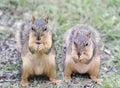 Two Red Squirrels Eating Sunflower Seeds