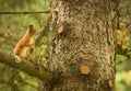 Two red squirrels playing around a tree Royalty Free Stock Photo