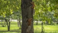 Two red squirrels run after each other on wood.