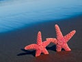 Two Red Starfish on the Beach Royalty Free Stock Photo