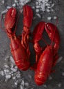 Two red steamed maine lobsters on ice Royalty Free Stock Photo