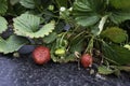 Two red strawberries on plant close up Royalty Free Stock Photo