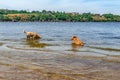 Two red stray dogs enjoy running in the cool water of the Inhul River