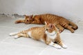 Two red tabby cats are resting on a floor in shelter for pets.