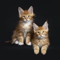 Two red tabby with white Maine Coon cats