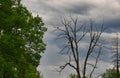 Two Red-Tailed Hawks Birds of Prey Perched in a Dead Bare Tree Royalty Free Stock Photo