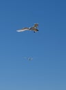 Two red-tailed tropicbirds Phaethon rubricauda on the island Nosy Ve Royalty Free Stock Photo