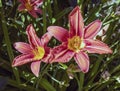 Two Tiger Lily flowers in the sunshine Royalty Free Stock Photo