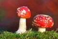 Two red toadstools Royalty Free Stock Photo