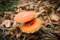 Two red toadstools Royalty Free Stock Photo