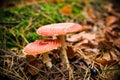 Two red toadstools Royalty Free Stock Photo