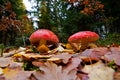 Two red toadstools Royalty Free Stock Photo