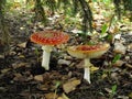 Two red toadstools  big and small  against the background of dry leaves in the forest and spruce. Toadstool amanita muscaria in Royalty Free Stock Photo