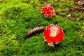 Two red toadstools Royalty Free Stock Photo