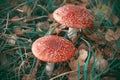 Two red toadstools grow in a clearing dotted with fallen autumn leaves Royalty Free Stock Photo