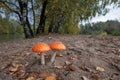 Two fly agaric on the edge of the forest Royalty Free Stock Photo