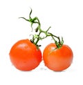 Two red tomatoes on a branch. Drops of water on the fruit. White isolated background. Royalty Free Stock Photo