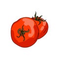 Two red tomatoes, cute hand draw vector illustration Royalty Free Stock Photo