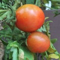 Two red tomatoes on the garden