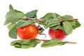 Two red tomatoes and mint branches with fresh green leaves isolated on white background Royalty Free Stock Photo