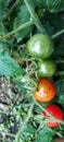 two red tomatoes ready for harvest and two still green tomatoes Royalty Free Stock Photo