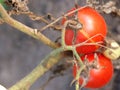 Two red tomatoes to be gathered