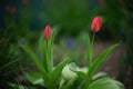 Two red tulip flowers with closed buds grows in spring garden Royalty Free Stock Photo