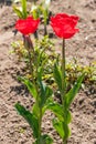 Two red tulip flowers Royalty Free Stock Photo