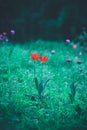 Two red tulip flowers among green grass Royalty Free Stock Photo