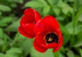 Two red tulip flowers among the green grass. View from above Royalty Free Stock Photo