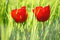 Two red tulip flowers grows in sunny spring grass Royalty Free Stock Photo