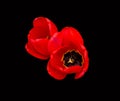 Two red Tulip flowers isolated on a black background Royalty Free Stock Photo